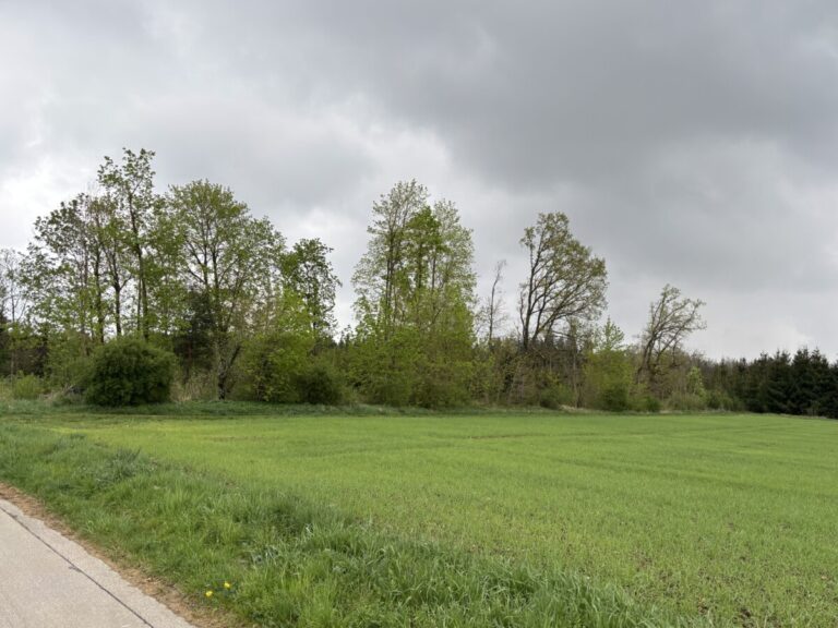 Finckwiese: Bannwald gerettet!